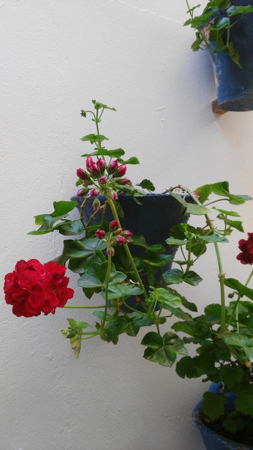 קורדובה Hostal Azahar מראה חיצוני תמונה