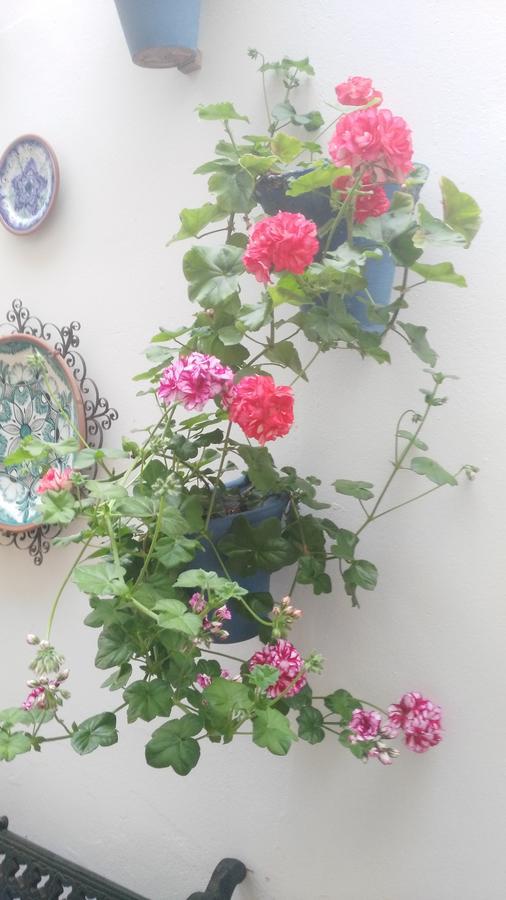 קורדובה Hostal Azahar מראה חיצוני תמונה